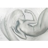 1932 René Lalique – Coupe Calypso Verre Blanc Patiné Bleu Gris 14