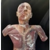 Flayed Auzoux Type, XIXth, Plaster, scale 1:1 13
