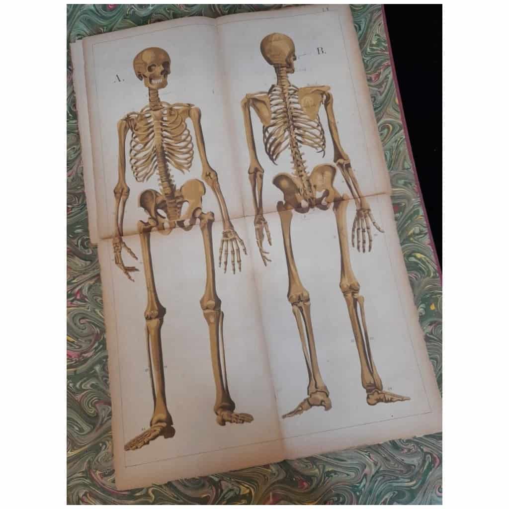 Natural History Atlas – The Human Body 6