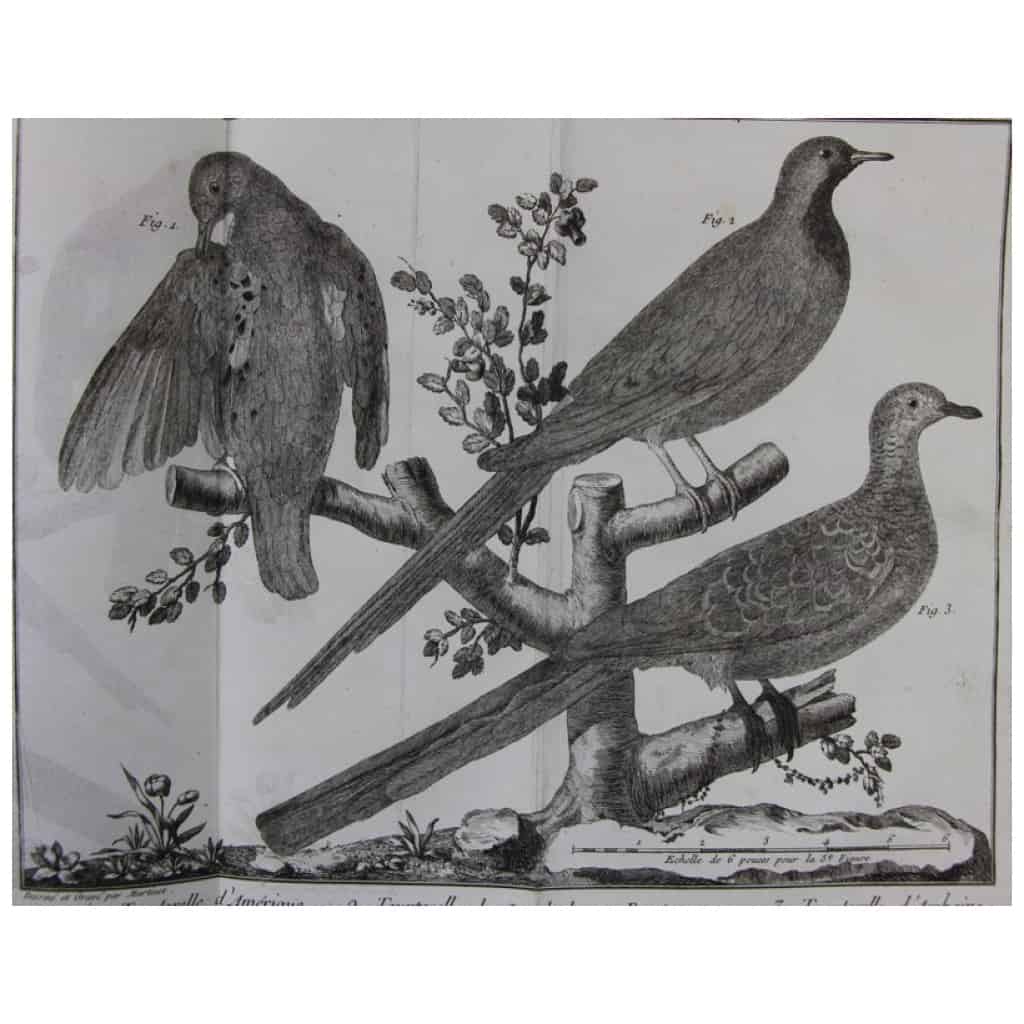 1336 espèces oiseaux par l’un des plus grands connaisseurs de l’époque 5