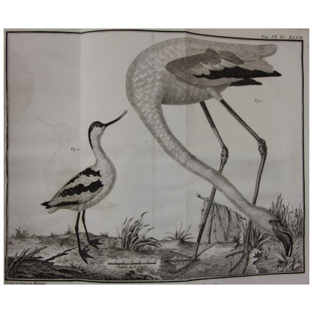1336 espèces oiseaux par l’un des plus grands connaisseurs de l’époque 3