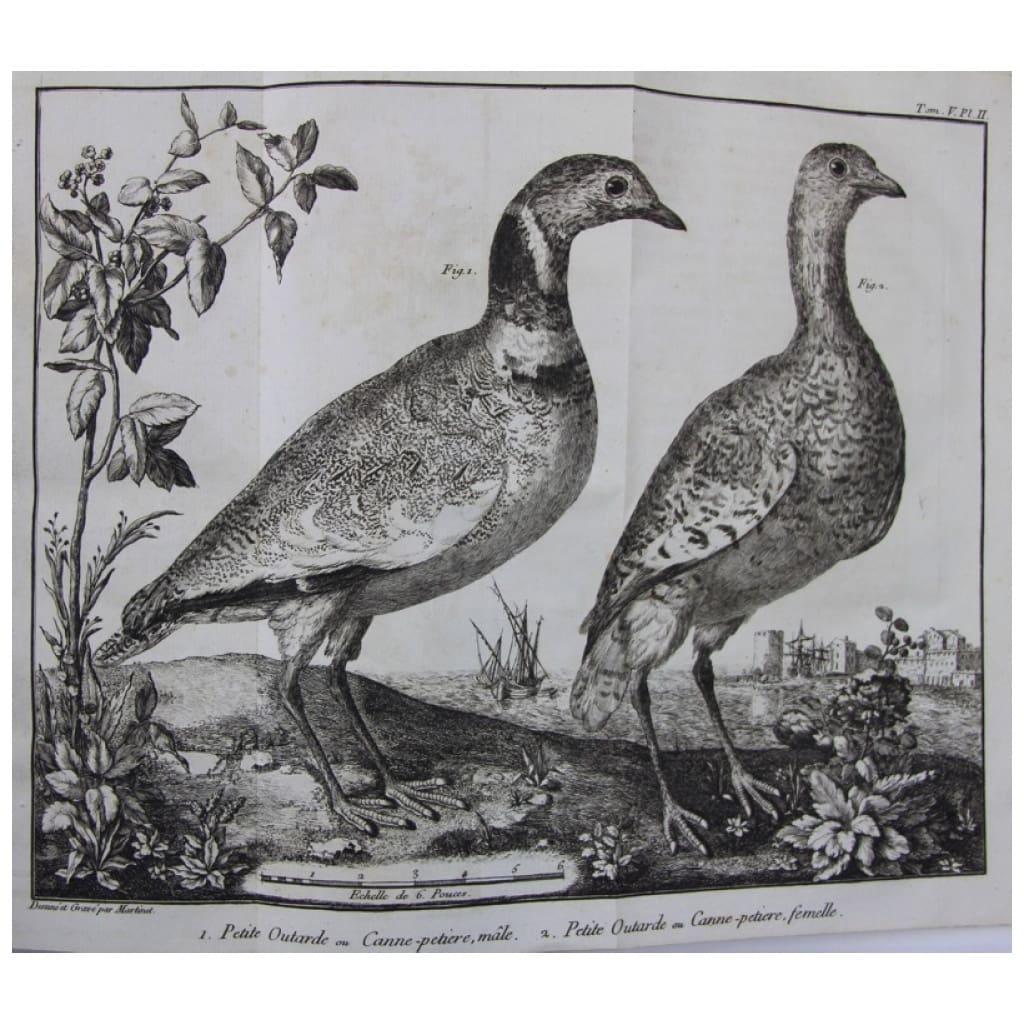 1336 bird species by one of the greatest connoisseurs of era 4