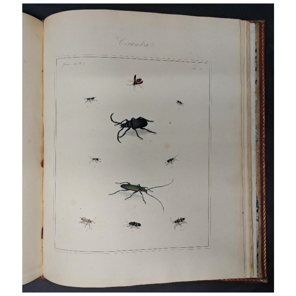 Le insectes anglais de Thomas Martyn, coloriées à la main 4
