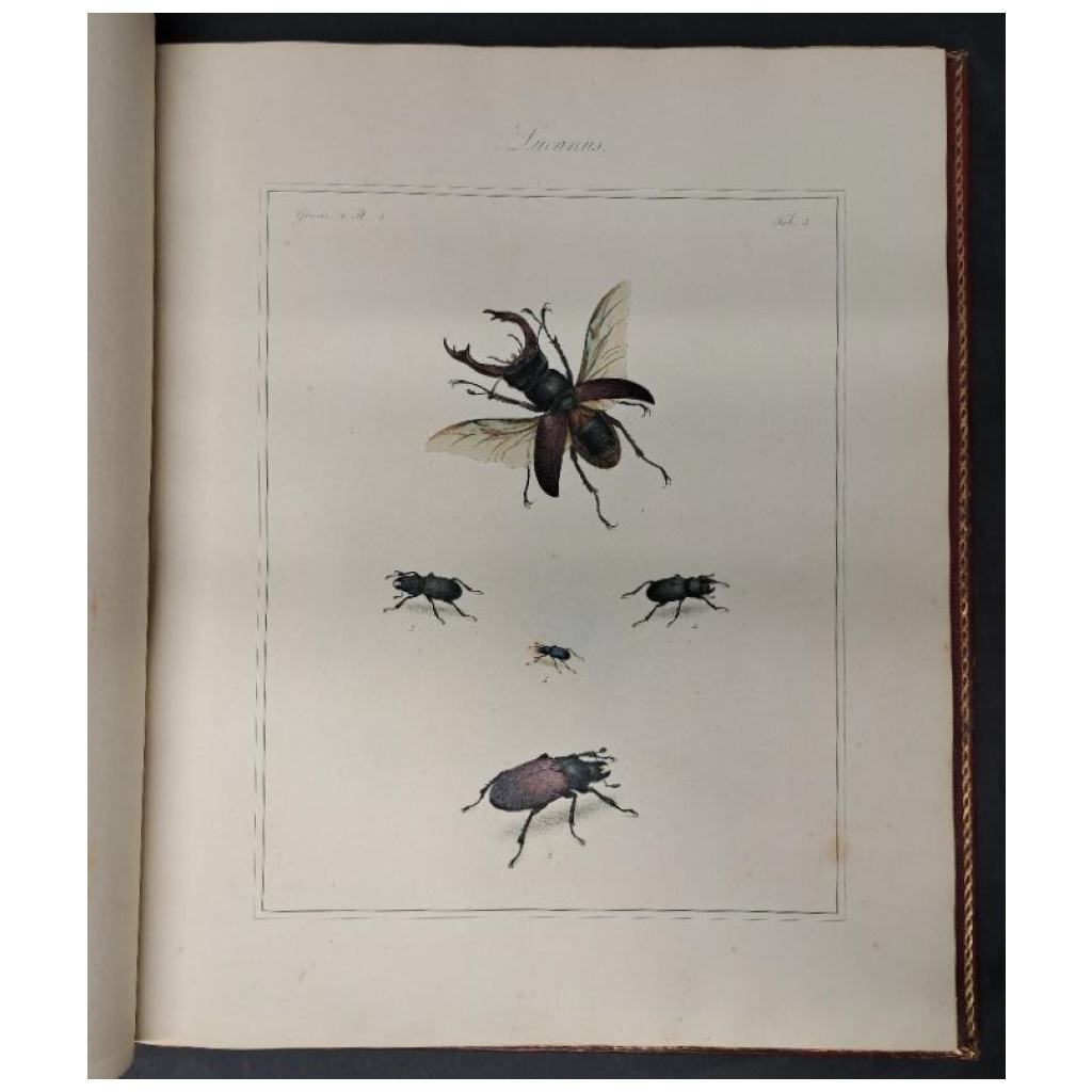 Le insectes anglais de Thomas Martyn, coloriées à la main 5