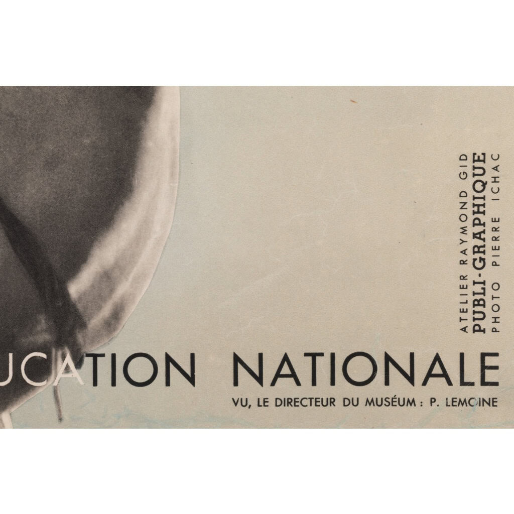 Affiche Originale, Raymond Gid, Exposition du Sahara, Musée d’Histoire Naturelle, Musée d’Ethnographie, Trocadéro, Paris, Bédouin, Touareg, Chameau, 1934 6