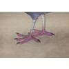 Toile peinte représentant un pigeon huppé. Contemporain. LS6340406A 12