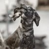 Sculpture – Chienne Setter « MISS » , Arthur Marie Gabriel Comte du Passage (1838-1909) – Bronze 18