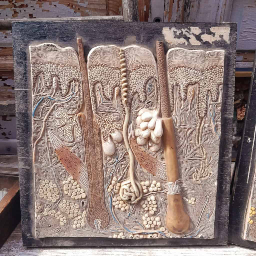 Panneau didactique, derme et épiderme, en gomme et bois, vers 1960. 4