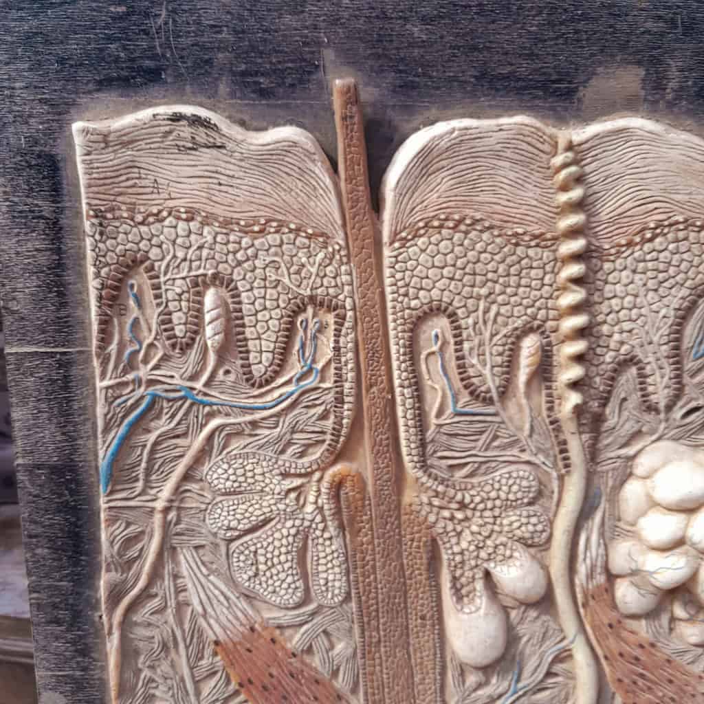 Panneau didactique, derme et épiderme, en gomme et bois, vers 1960. 7