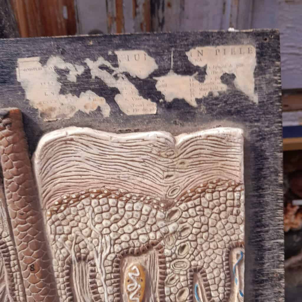 Panneau didactique, derme et épiderme, en gomme et bois, vers 1960. 8