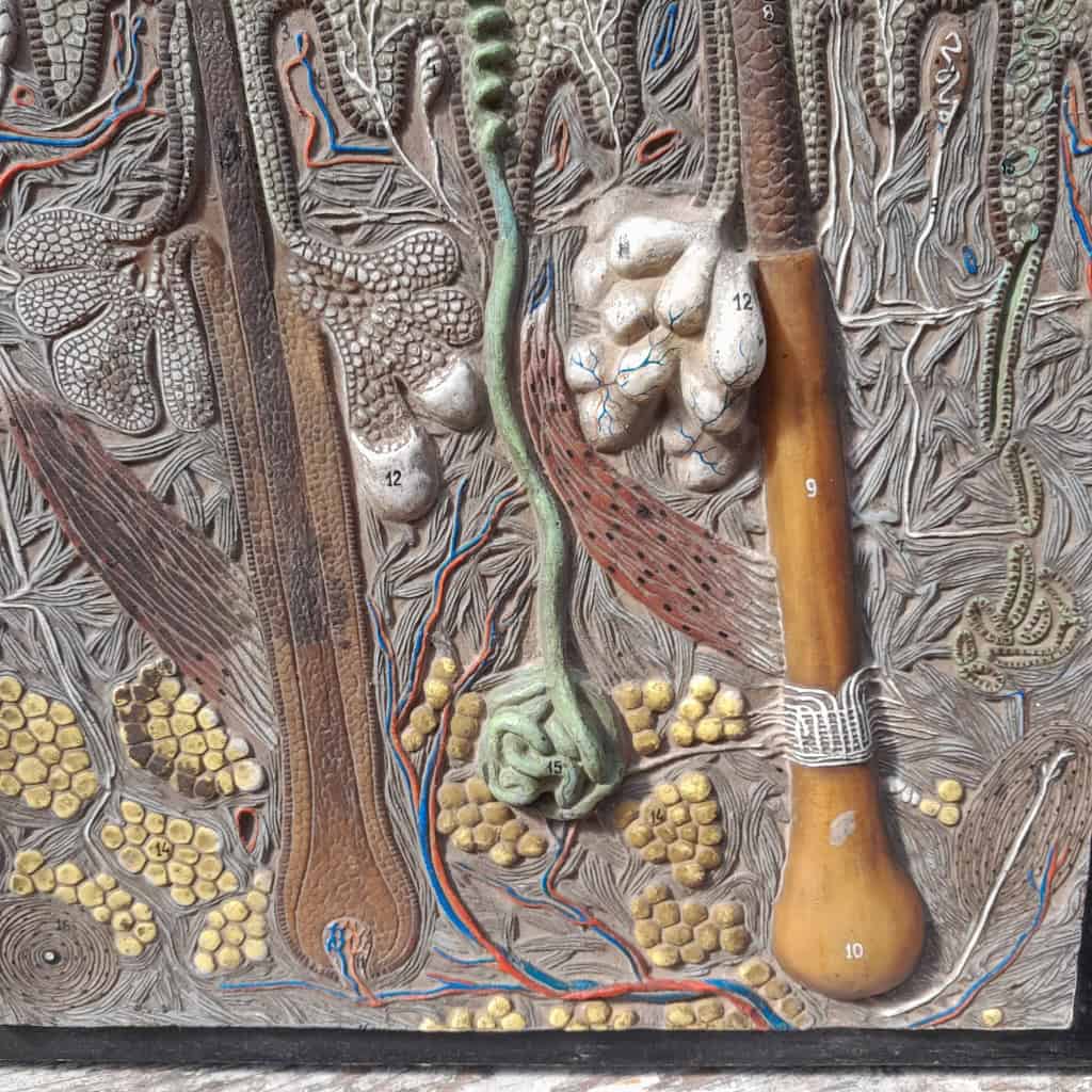 Panneau didactique, derme et épiderme, en gomme et bois, vers 1960. 9