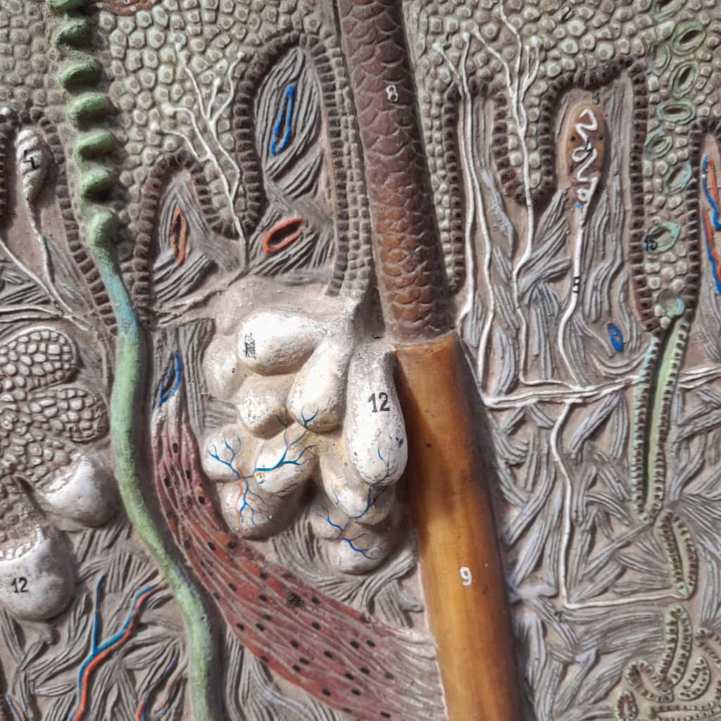Panneau didactique, derme et épiderme, en gomme et bois, vers 1960. 10