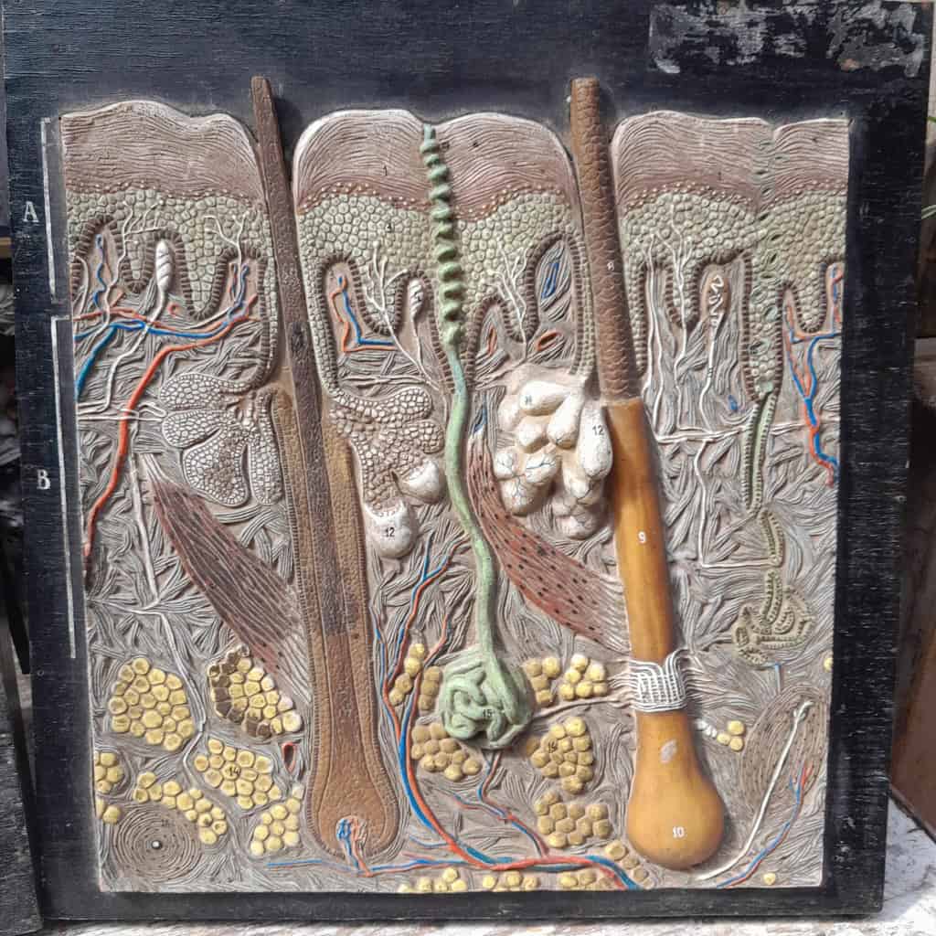 Panneau didactique, derme et épiderme, en gomme et bois, vers 1960. 13