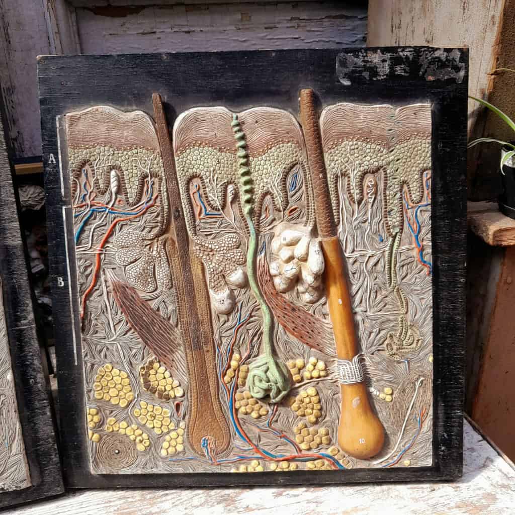 Panneau didactique, derme et épiderme, en gomme et bois, vers 1960. 3