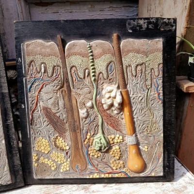 Panneau didactique, derme et épiderme, en gomme et bois, vers 1960.