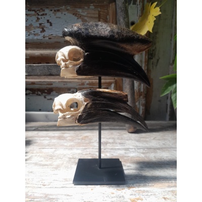 Crânes de couple de Calao à casque noir (Ceratogymna Atrata)