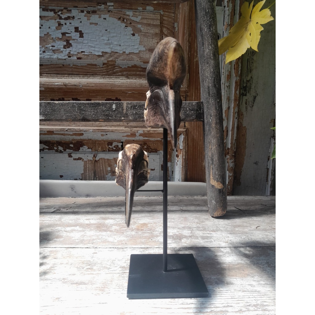 Crânes de couple de Calao à casque noir (Ceratogymna Atrata) 4
