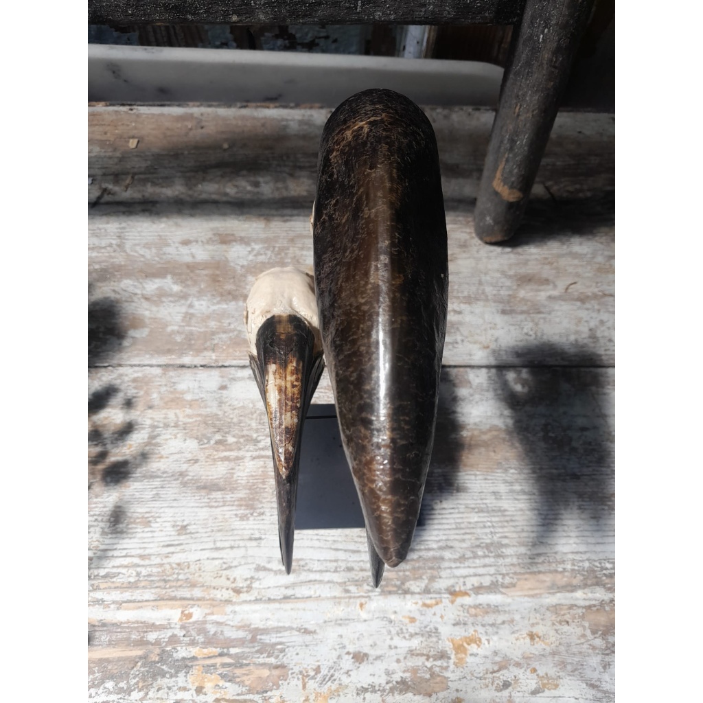 Crânes de couple de Calao à casque noir (Ceratogymna Atrata) 5
