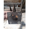 Crânes de couple de Calao à casque noir (Ceratogymna Atrata) 13