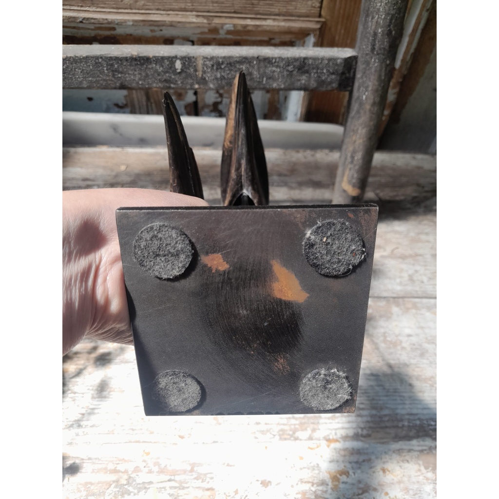 Crânes de couple de Calao à casque noir (Ceratogymna Atrata) 6
