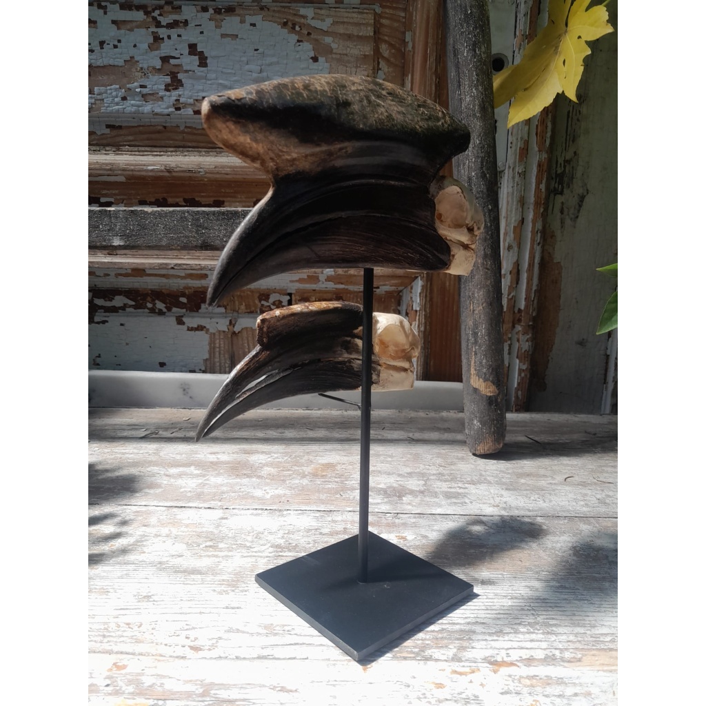 Crânes de couple de Calao à casque noir (Ceratogymna Atrata) 7