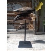 Crânes de couple de Calao à casque noir (Ceratogymna Atrata) 15