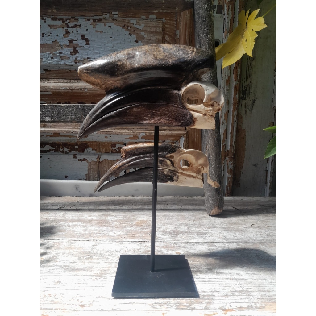 Crânes de couple de Calao à casque noir (Ceratogymna Atrata) 8