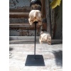 Crânes de couple de Calao à casque noir (Ceratogymna Atrata) 16