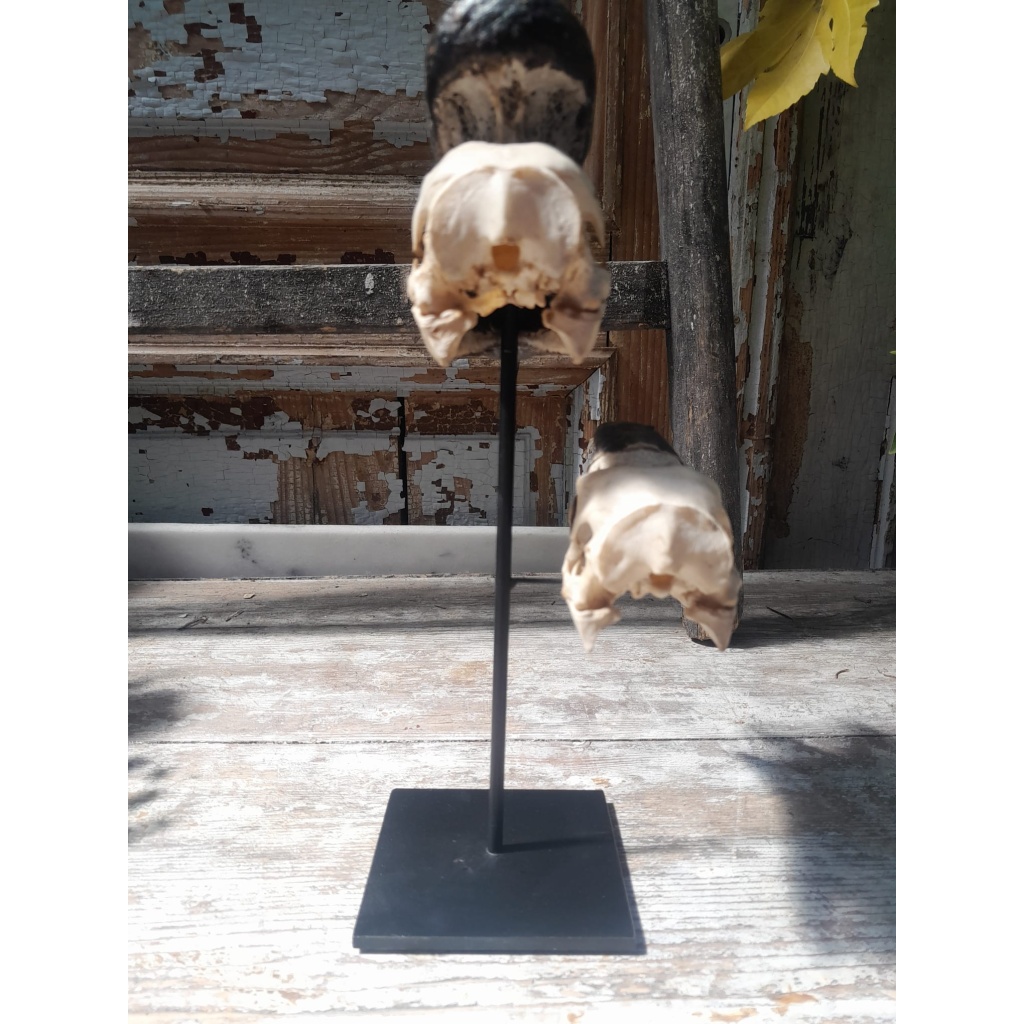 Crânes de couple de Calao à casque noir (Ceratogymna Atrata) 9