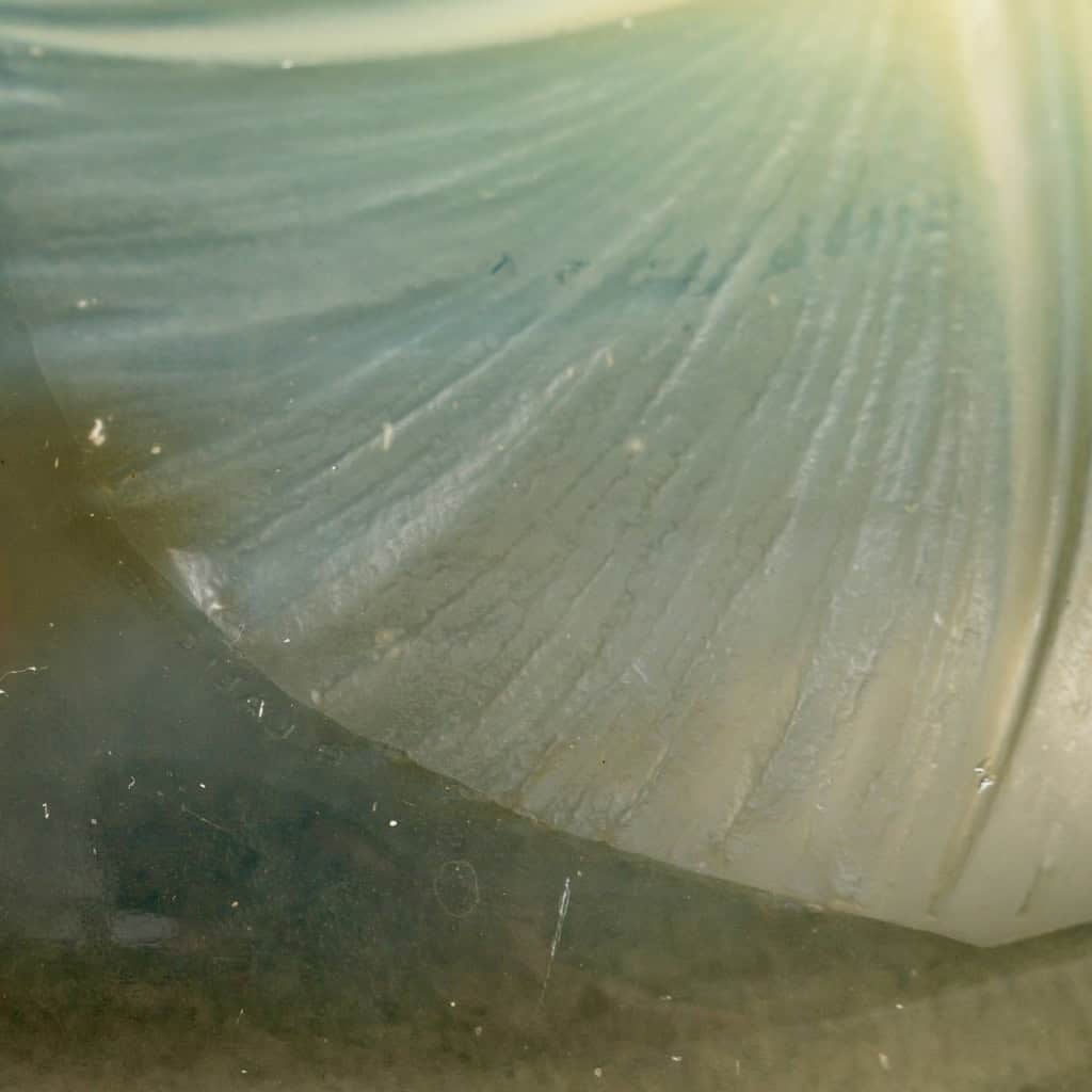 1921 René Lalique – Coupe Volubilis Verre Jaune Opalescent 7