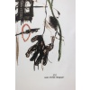 Jean-Michel Basquiat. Numbered color silkscreen print. 1990s. LS6633B89/1 13