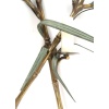1960 Paire rare d’appliques murales en bronze modèle bambou signées Maison Charles 13