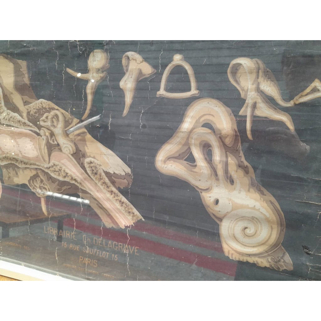 Planches murales d&rsquo;anatomie, Delagrave, 1870-1880, Paris 4