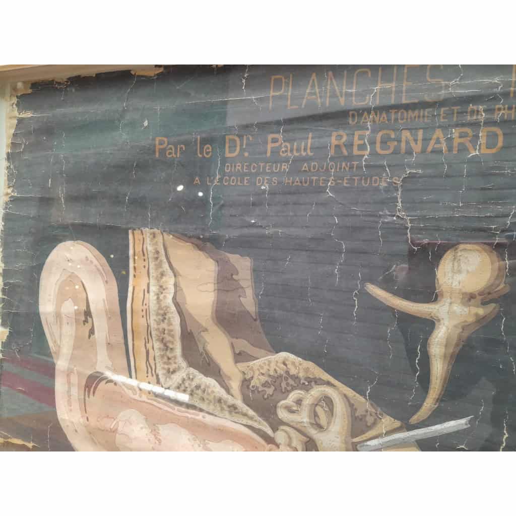 Planches murales d&rsquo;anatomie, Delagrave, 1870-1880, Paris 5