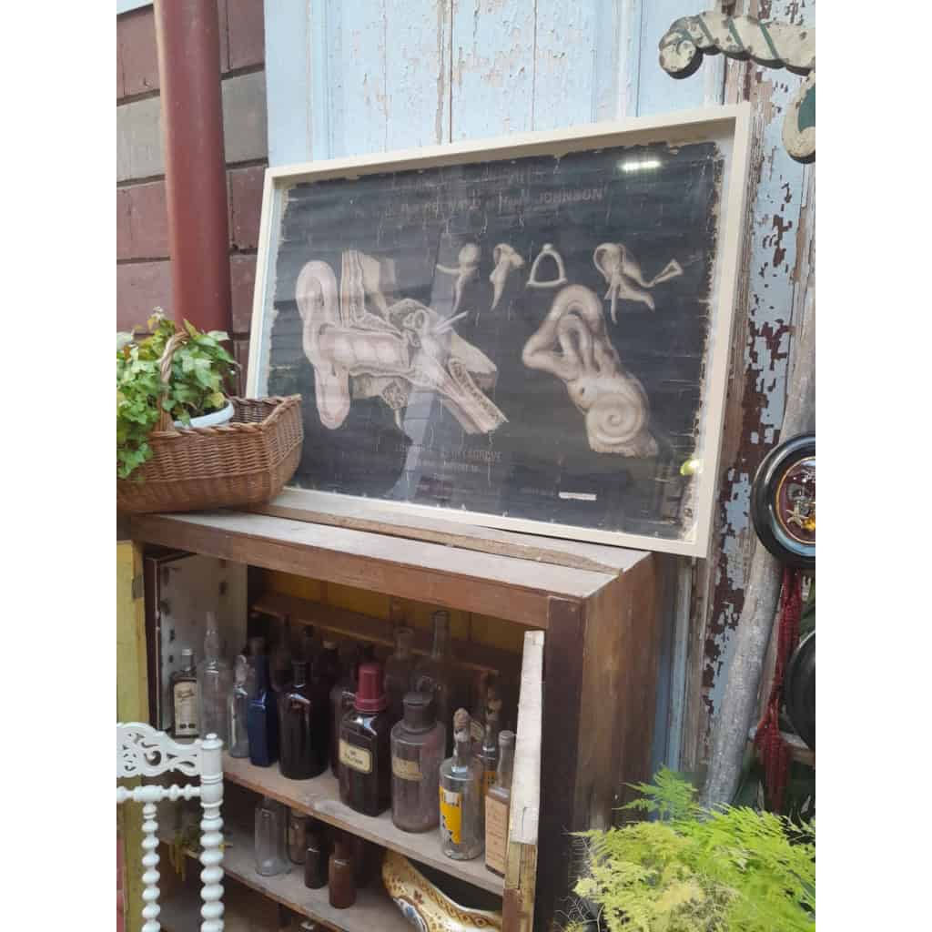 Planches murales d&rsquo;anatomie, Delagrave, 1870-1880, Paris 6