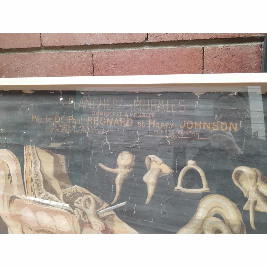 Planches murales d&rsquo;anatomie, Delagrave, 1870-1880, Paris 9