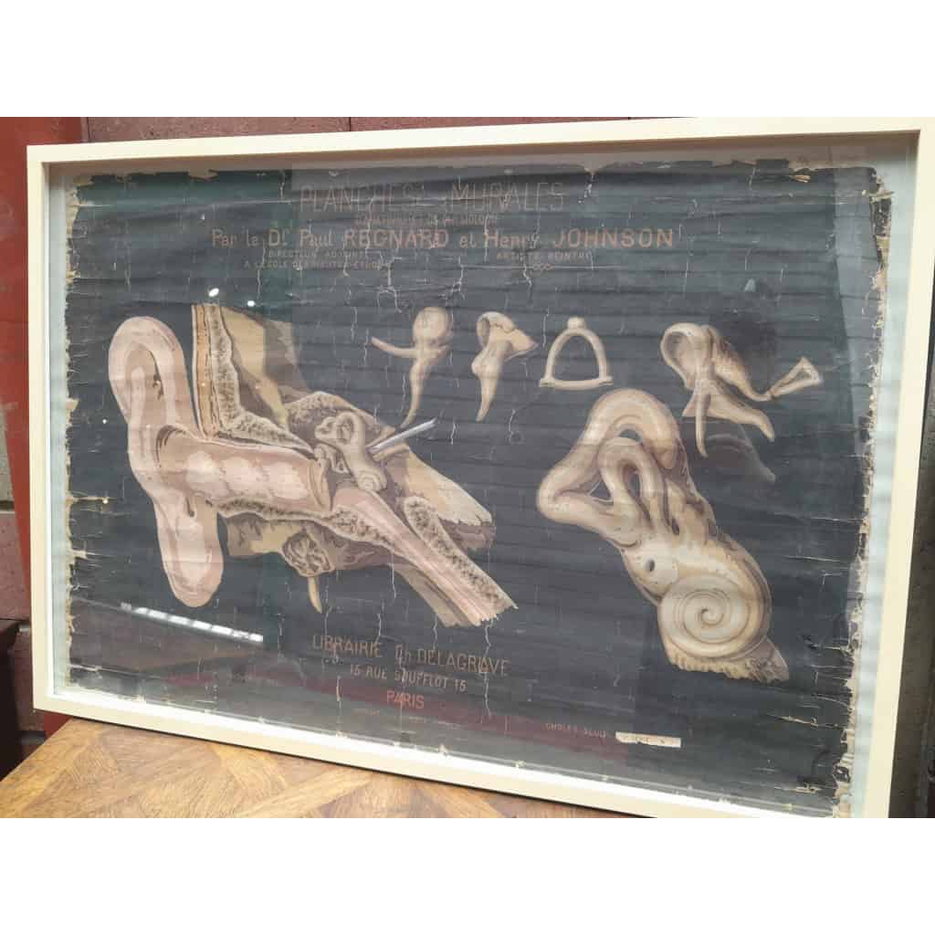 Planches murales d&rsquo;anatomie, Delagrave, 1870-1880, Paris 3