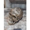 Crâne ancien en plâtre, XIXÈME 12