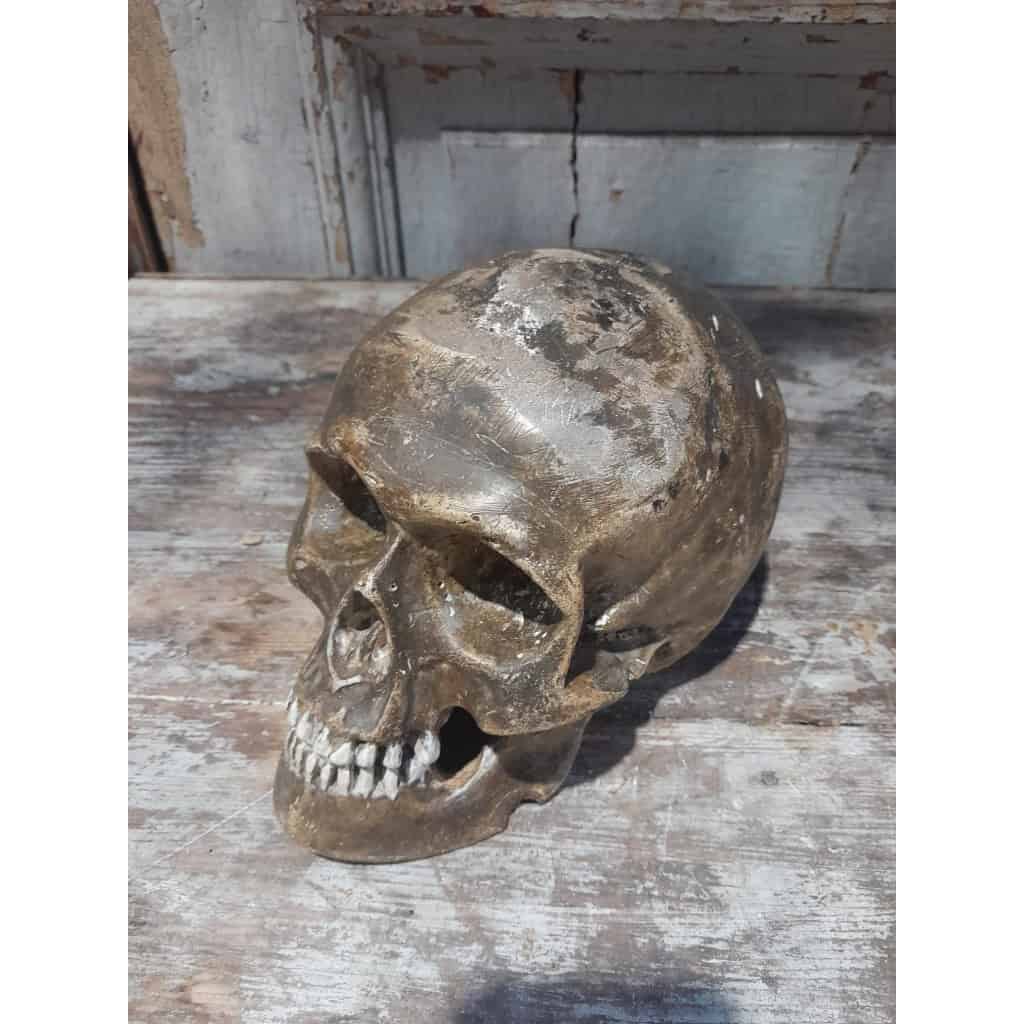 Crâne ancien en plâtre, XIXÈME 4