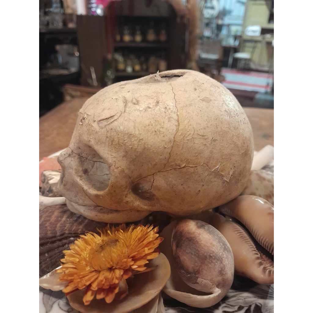 Crâne de foetus en papier mâché, Ateliers Auzoux, 1935 4