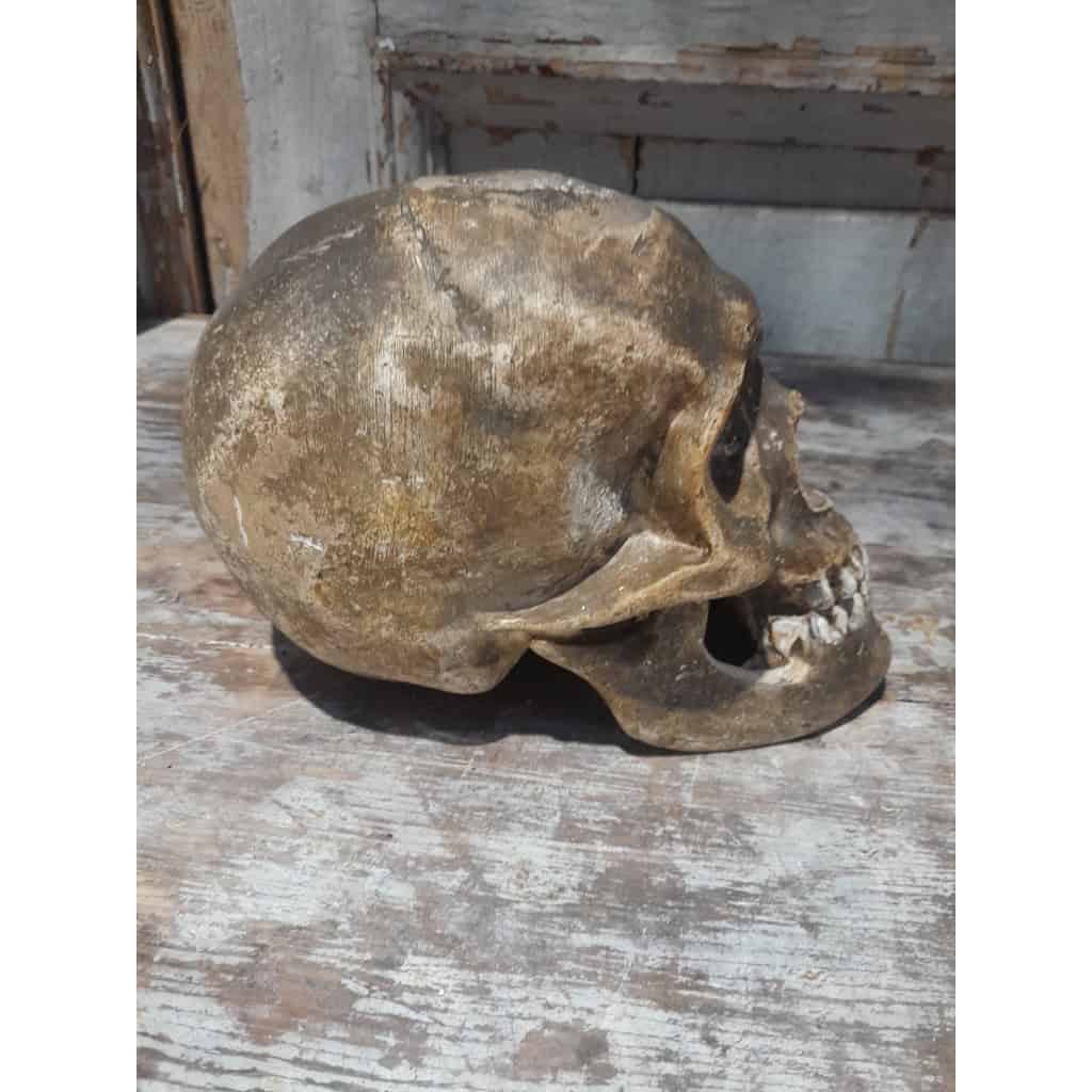 Crâne ancien en plâtre, XIXÈME 6