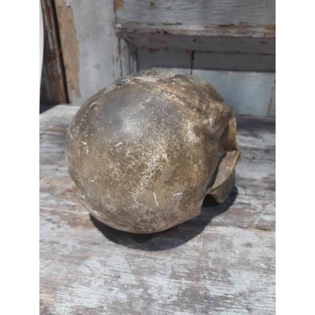 Crâne ancien en plâtre, XIXÈME 7