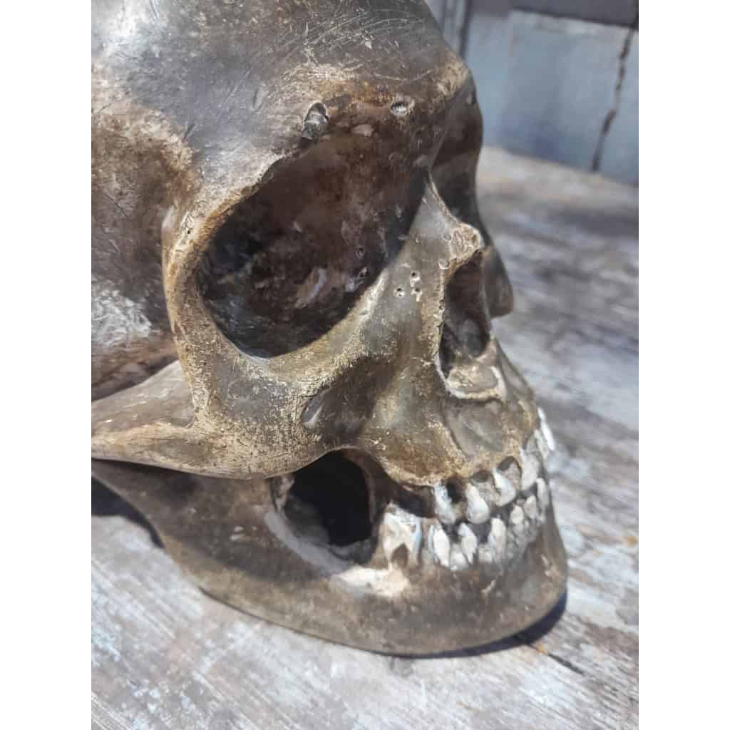 Crâne ancien en plâtre, XIXÈME 8