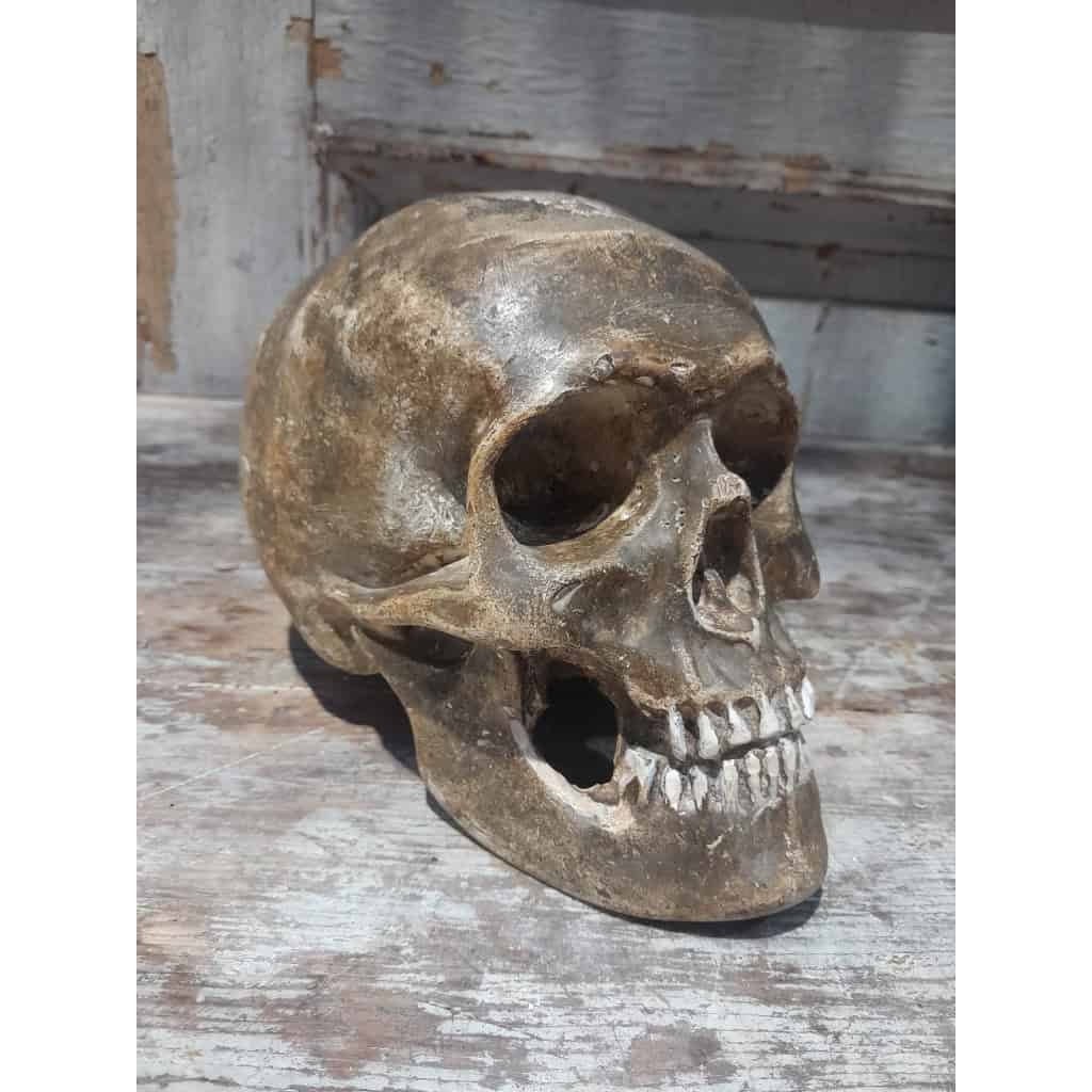 Crâne ancien en plâtre, XIXÈME 9