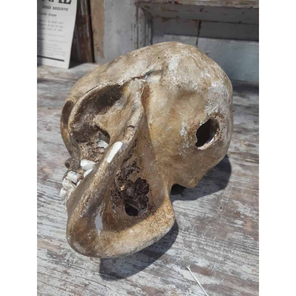 Crâne ancien en plâtre, XIXÈME 10