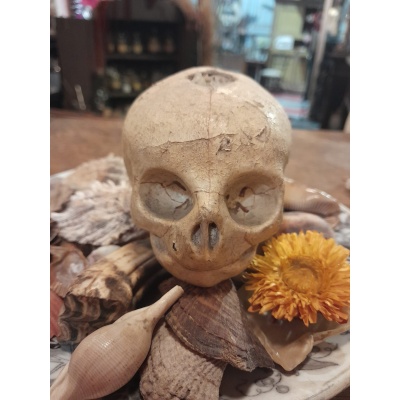 Crâne de foetus en papier mâché, Ateliers Auzoux, 1935 3