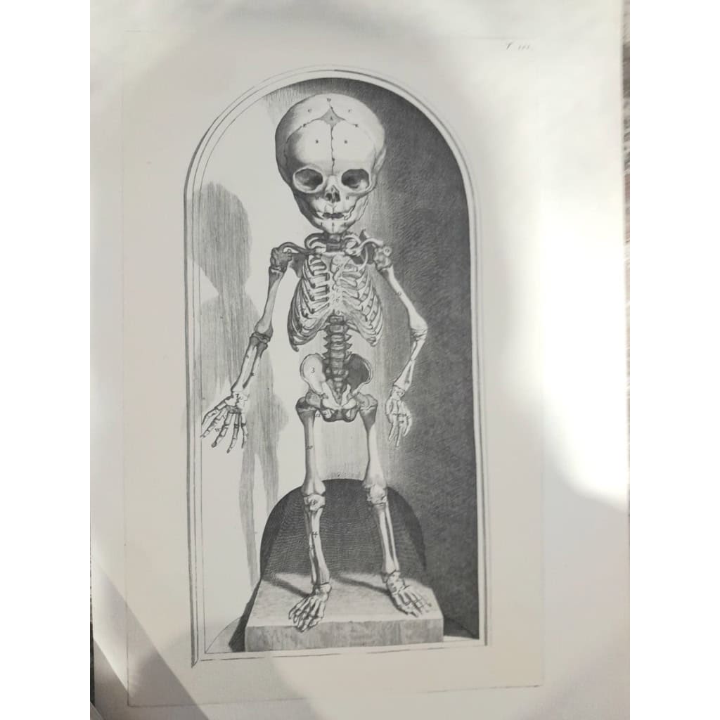 Godefridi Bidloo, De Humani Corporis, 1685 fac-similé non relié, 105 planches 6