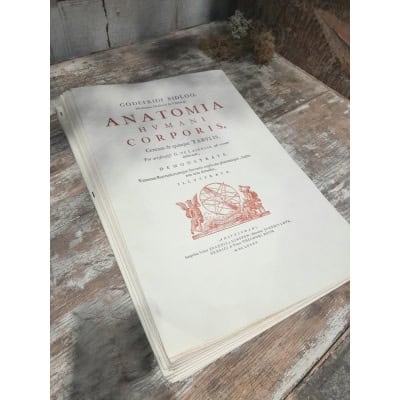 Godefridi Bidloo, De Humani Corporis, 1685 fac-similé non relié, 105 planches 3