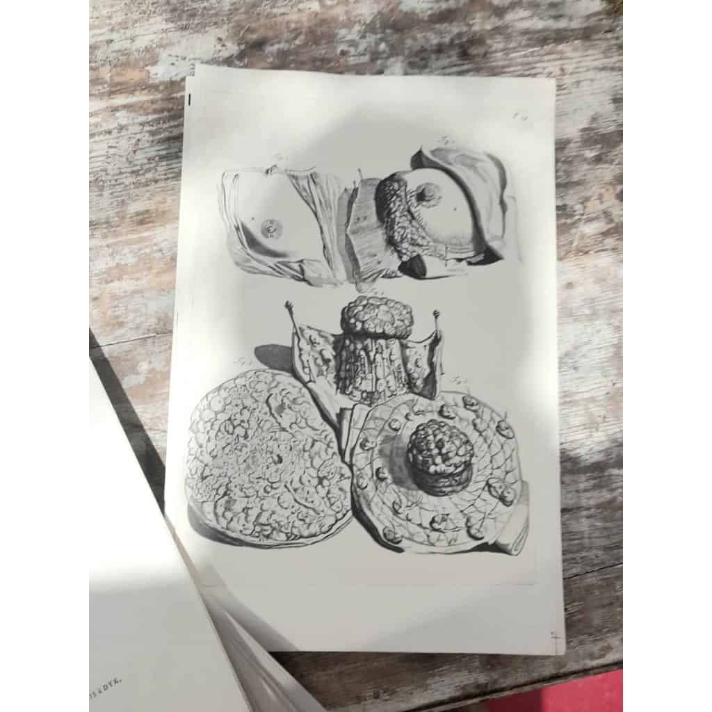 Godefridi Bidloo, De Humani Corporis, 1685 fac-similé non relié, 105 planches 7