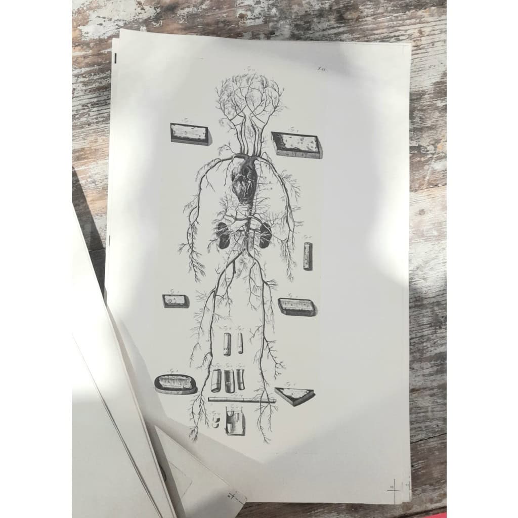 Godefridi Bidloo, De Humani Corporis, 1685 fac-similé non relié, 105 planches 8